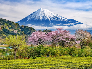 旬の富士山(写真クリックで拡大)